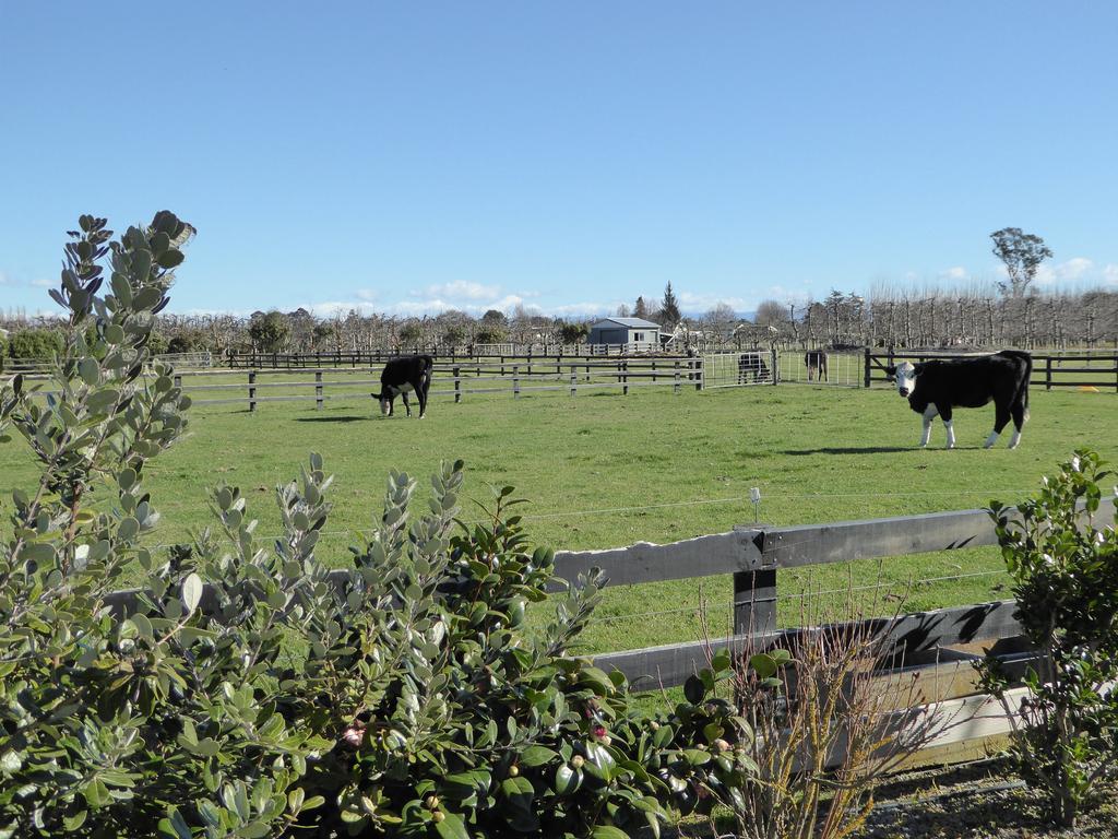 Cottages On St Andrews Havelock North Exterior foto
